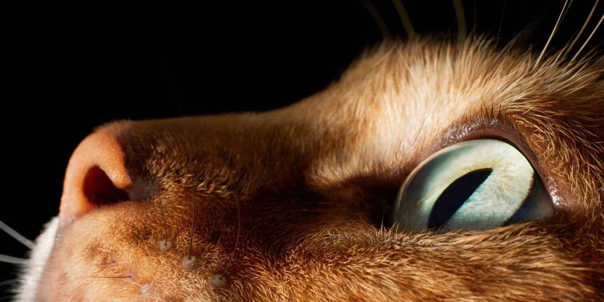 Feline Cat Portrait Photography Coffee Table Book