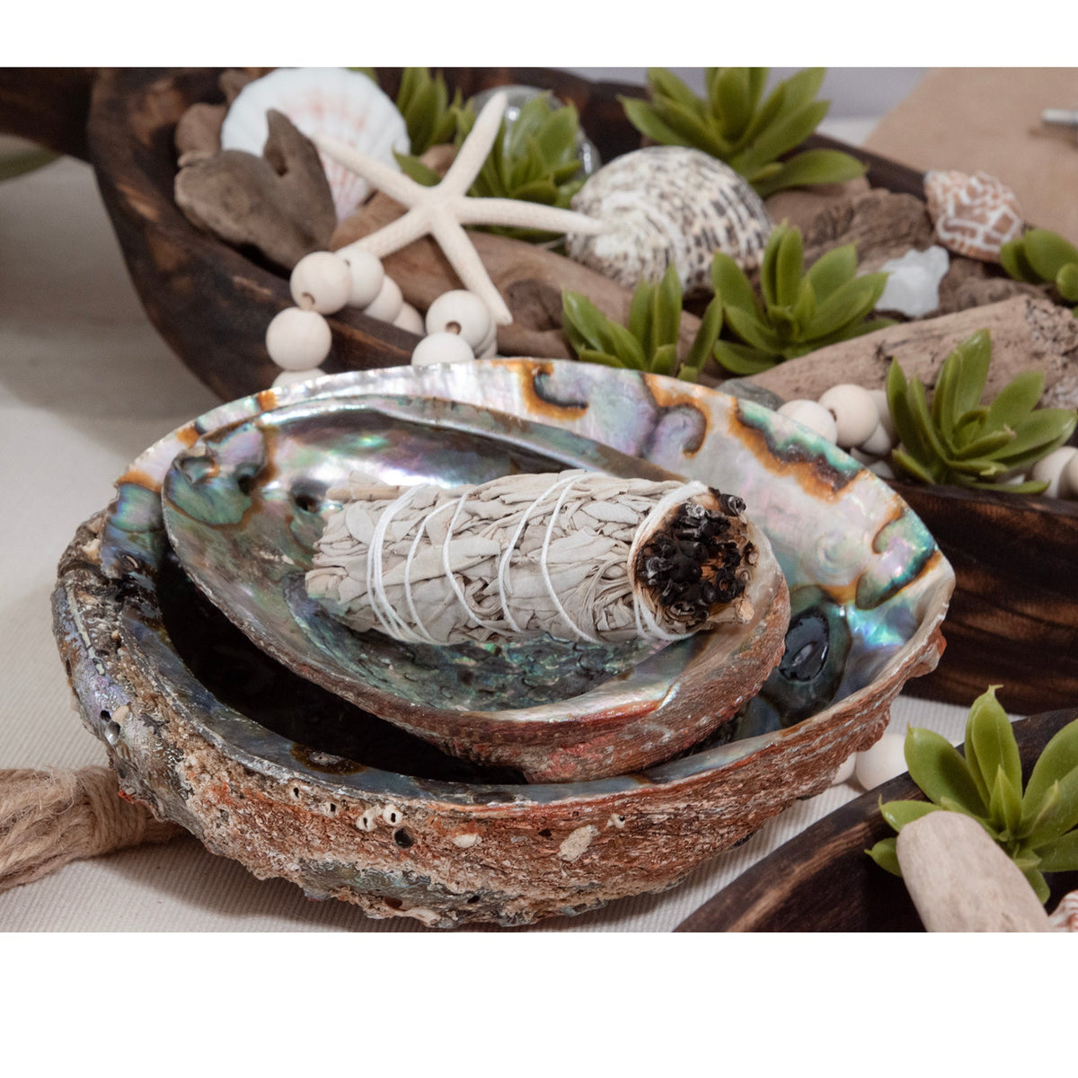 Abalone Shell
