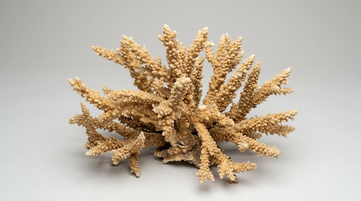 Natural Branch Coral – Acropora florida 12-14"