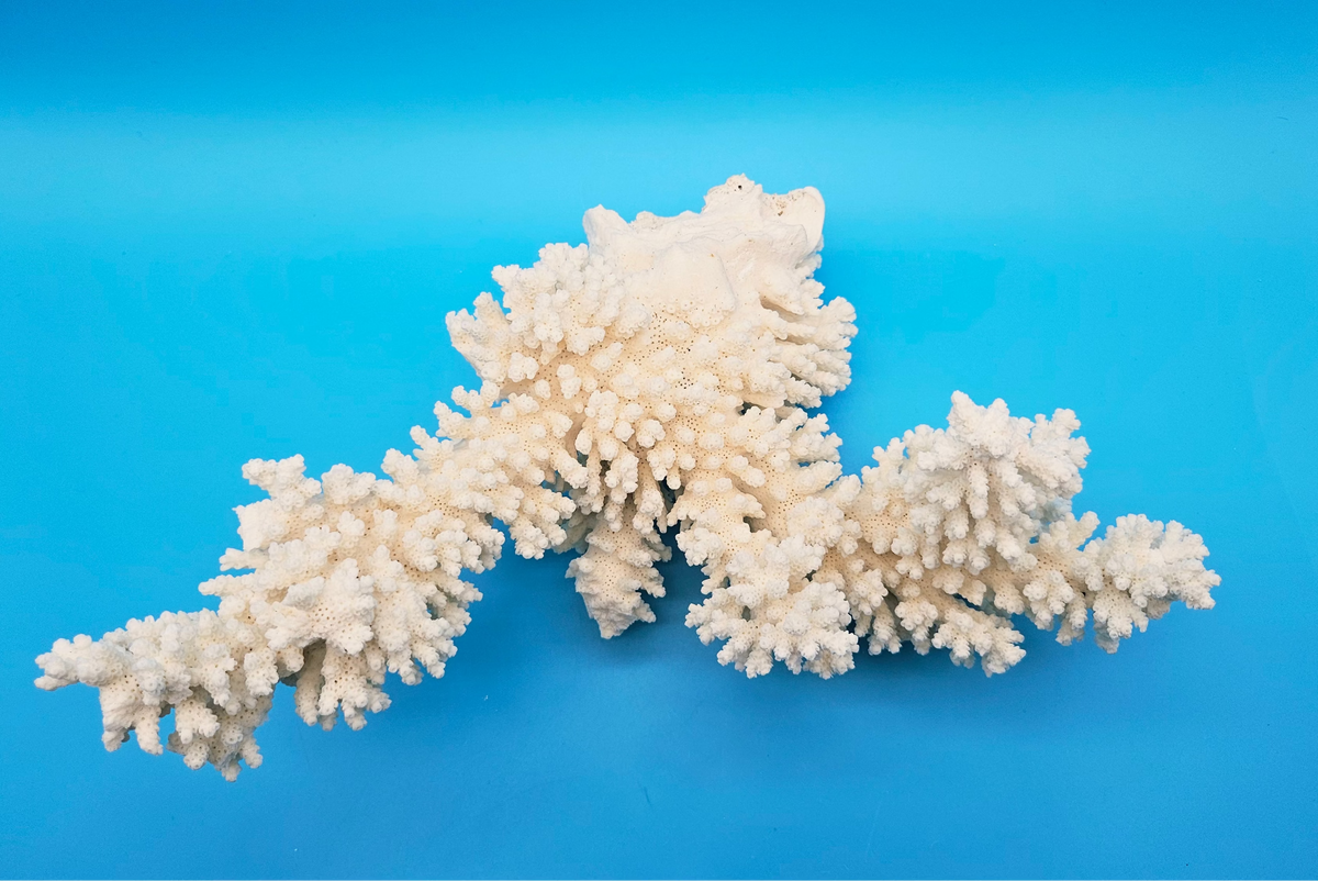 White Branch Coral Specimen (Acropora florida) - 12" x 10.5"