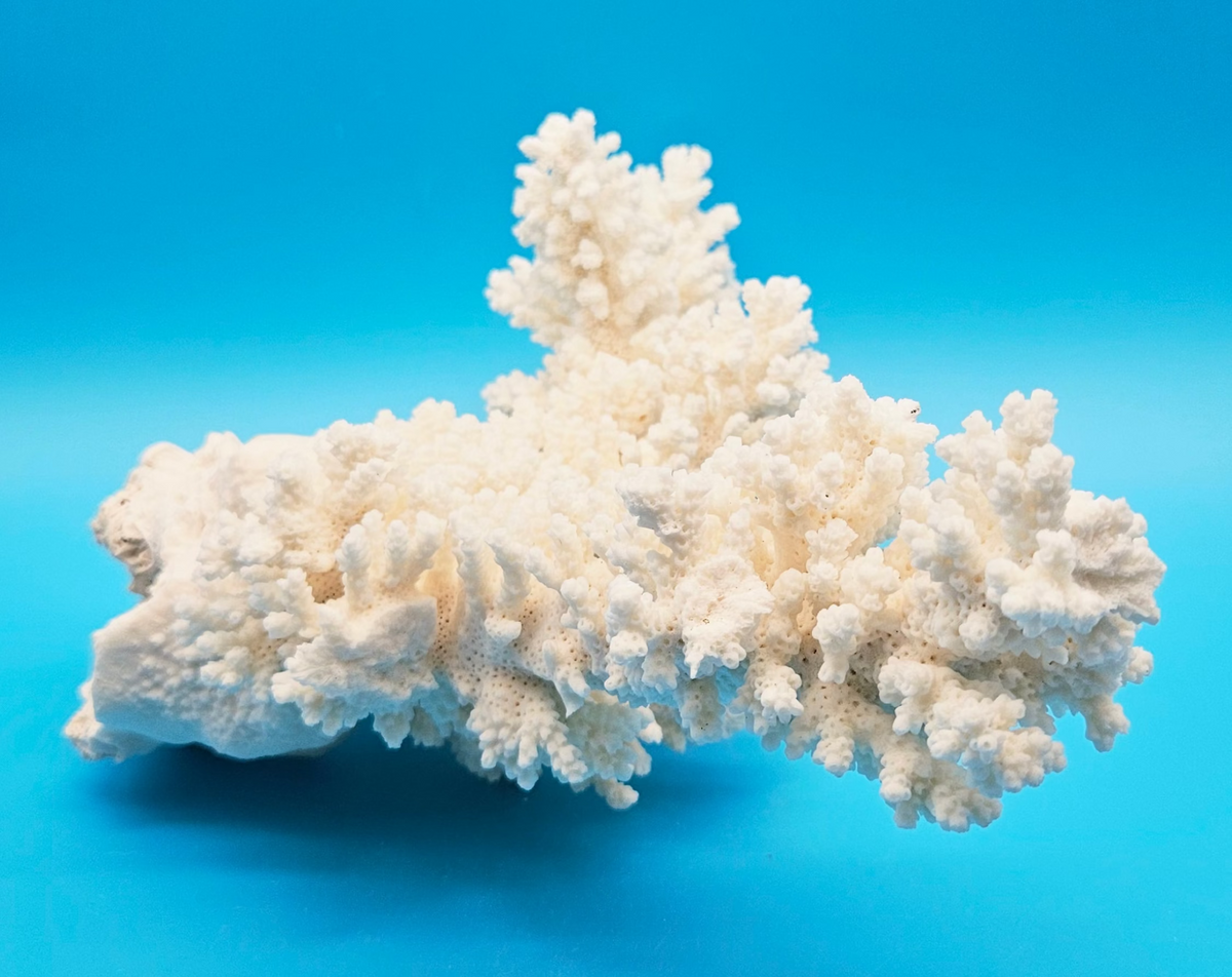 White Branch Coral Specimen (Acropora florida) - 12" x 10.5"
