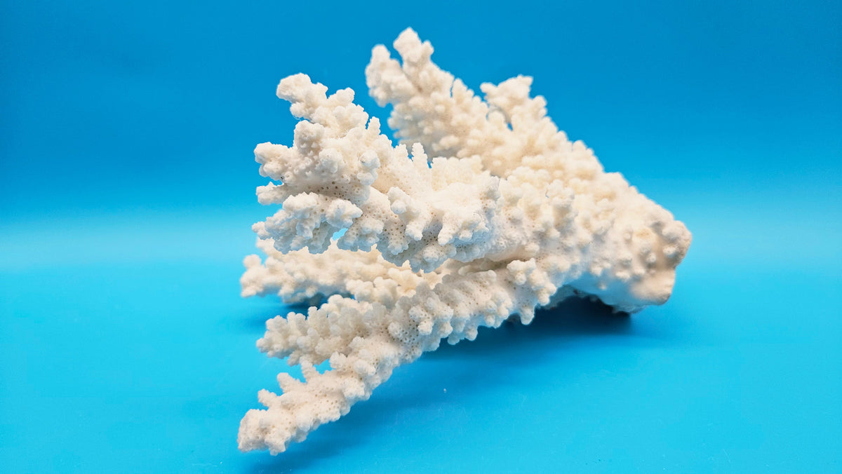 White Branch Coral (Acropora florida) - 9" x 7"