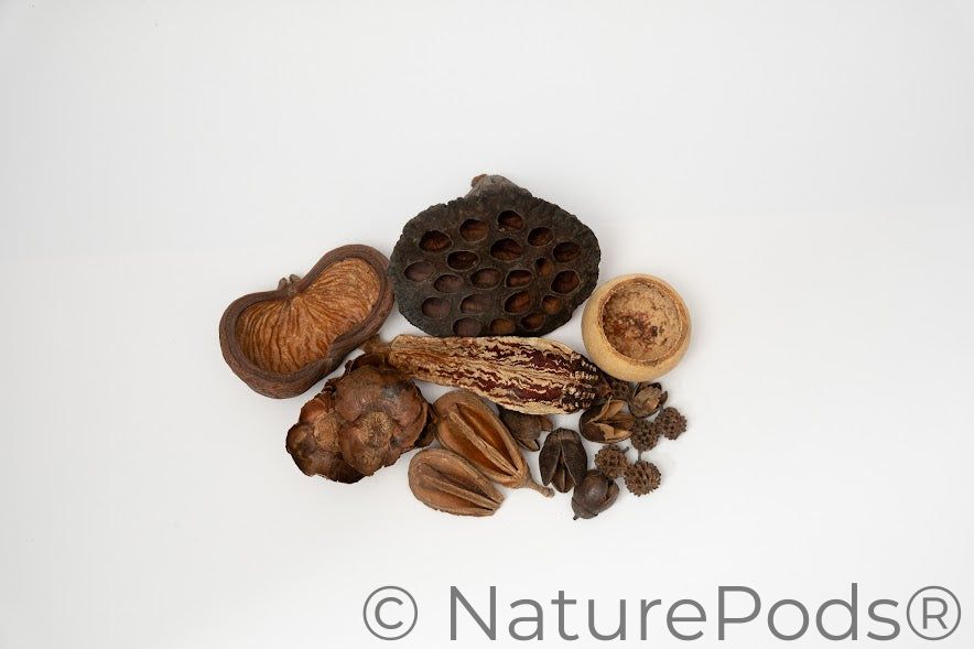 Assorted Botanical Seed Pod Pack