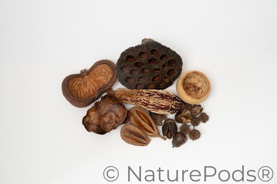 Assorted Botanical Seed Pod Pack
