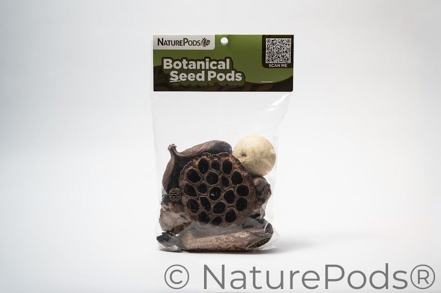 Assorted Botanical Seed Pod Pack