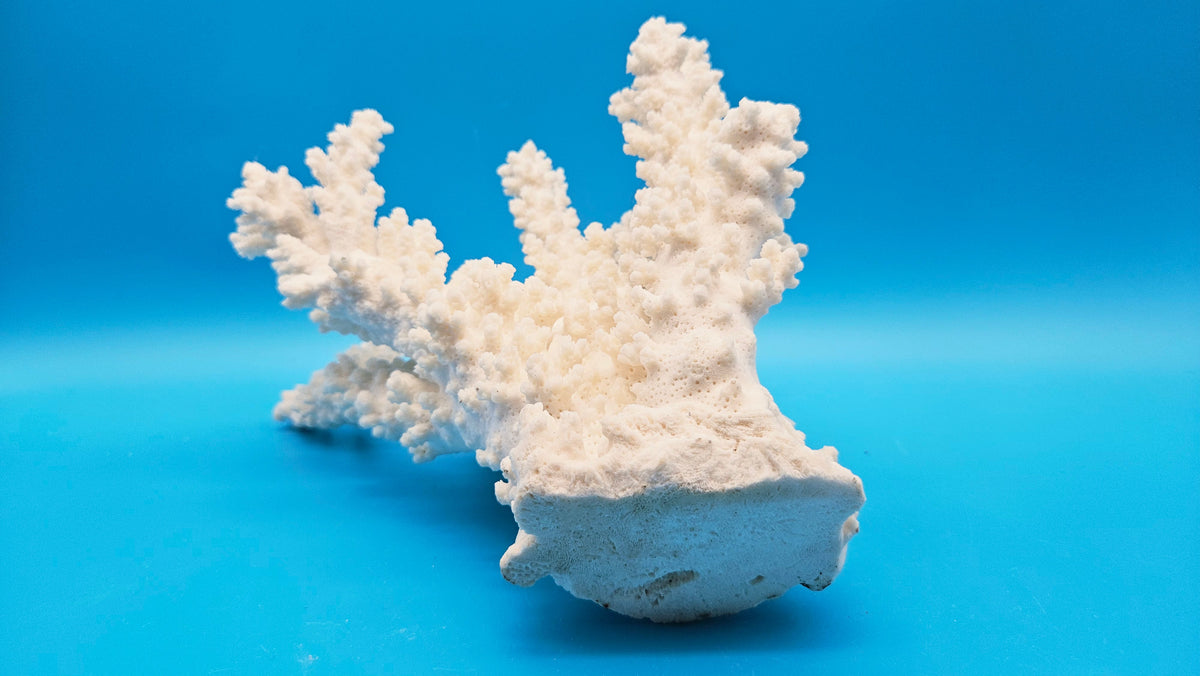 White Branch Coral (Acropora florida) - 9" x 7"