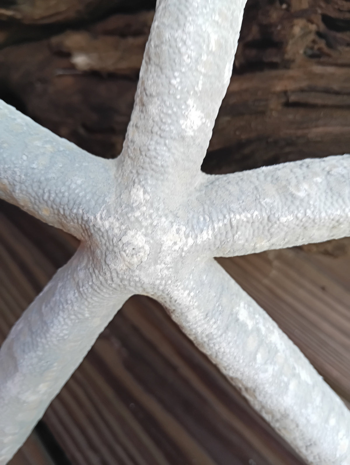 Giant Natural Blue Starfish Linkia Star – Linkia laevigata