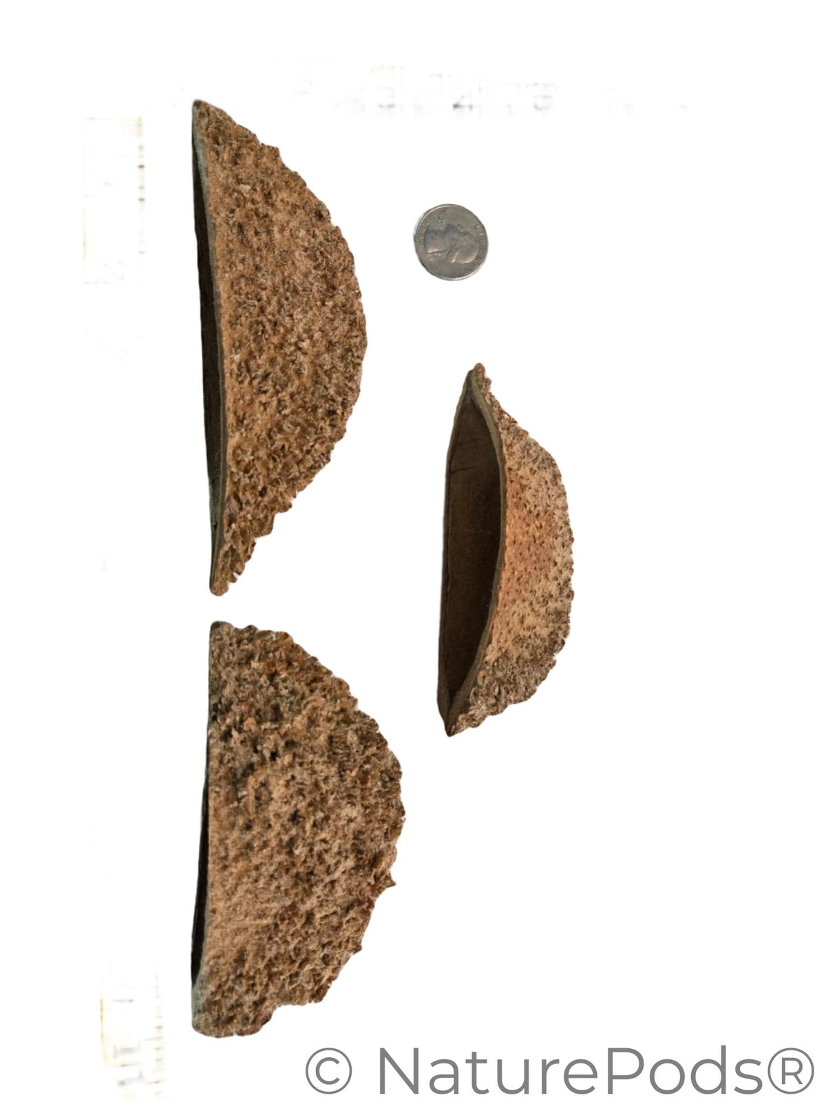 Bolsa Pastor Urchin Pods