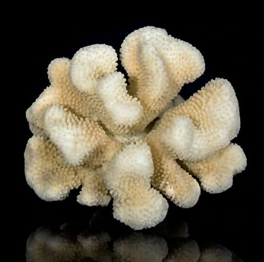 Corail chou-fleur (Pocillopora damicornis) - 7,5-35 cm