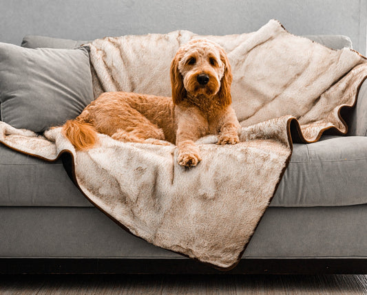 Coperta impermeabile a pelo corto estiva PupProtector™ - Bianco con dettagli marroni