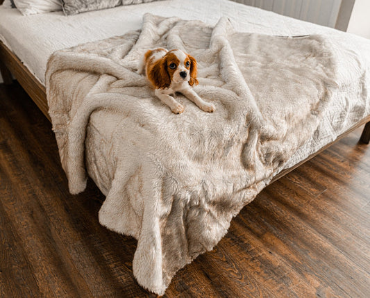 Coperta impermeabile a pelo corto estiva PupProtector™ - Bianco con dettagli marroni