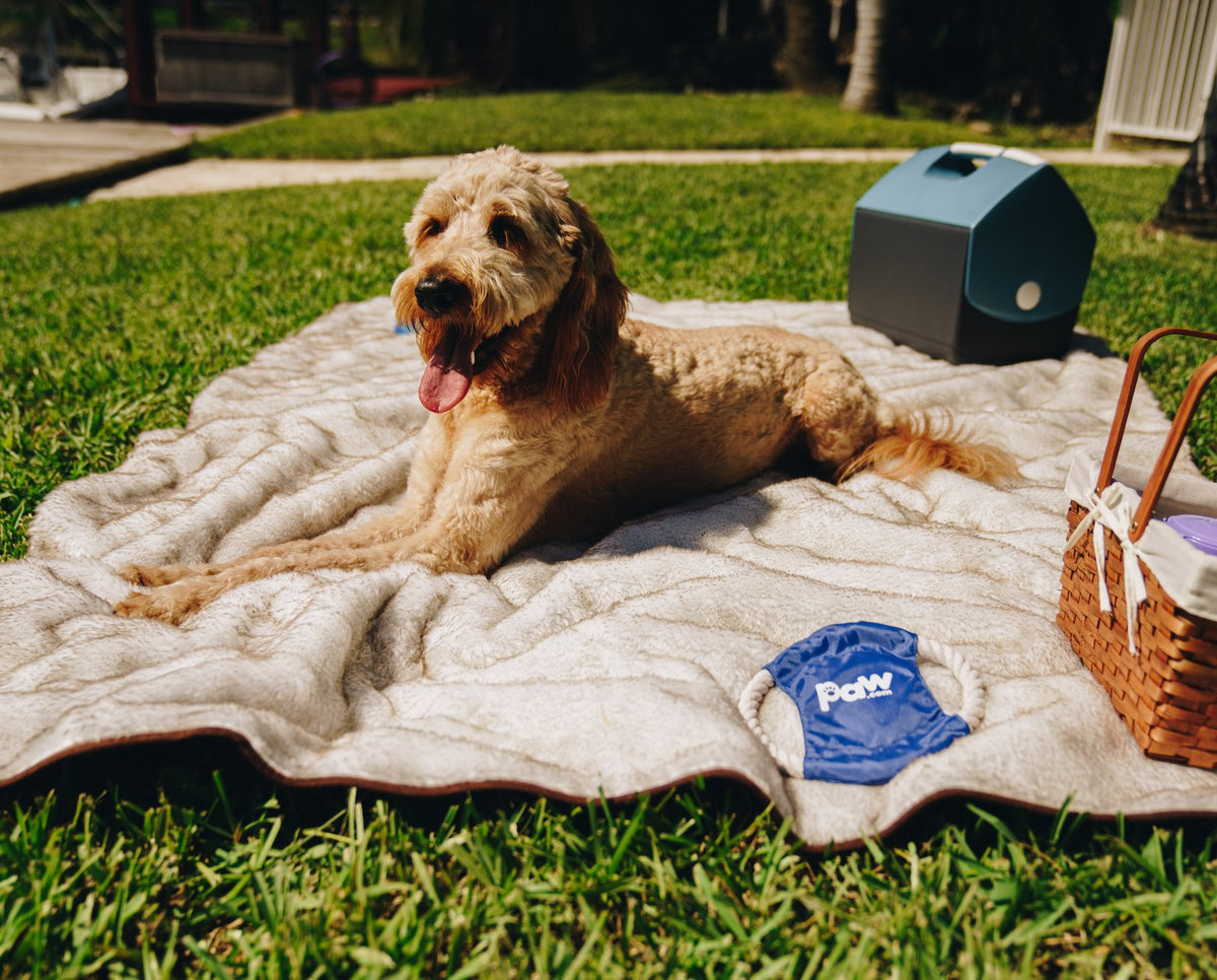 PupProtector™ Summer Short Fur Waterproof Throw Blanket - White with Brown Accents