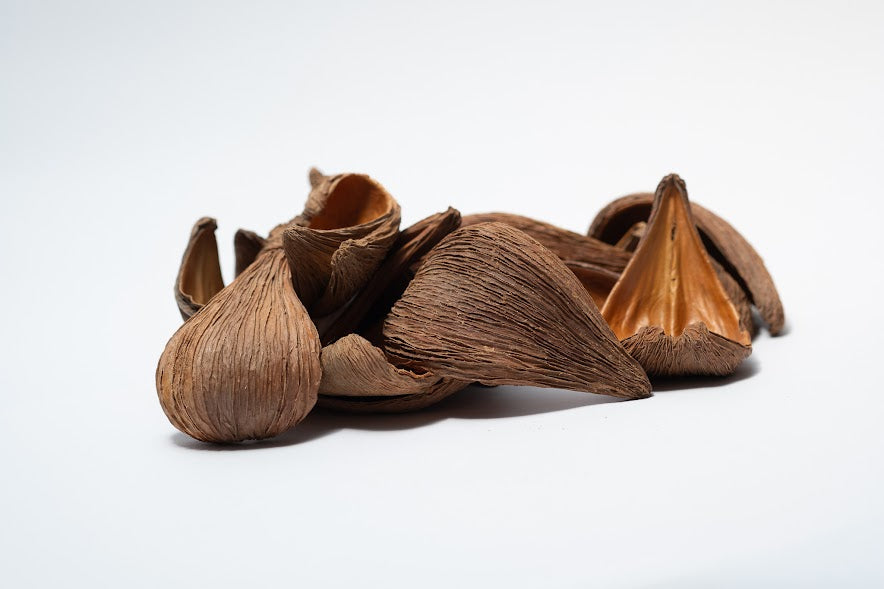 Dregea Arti Pods