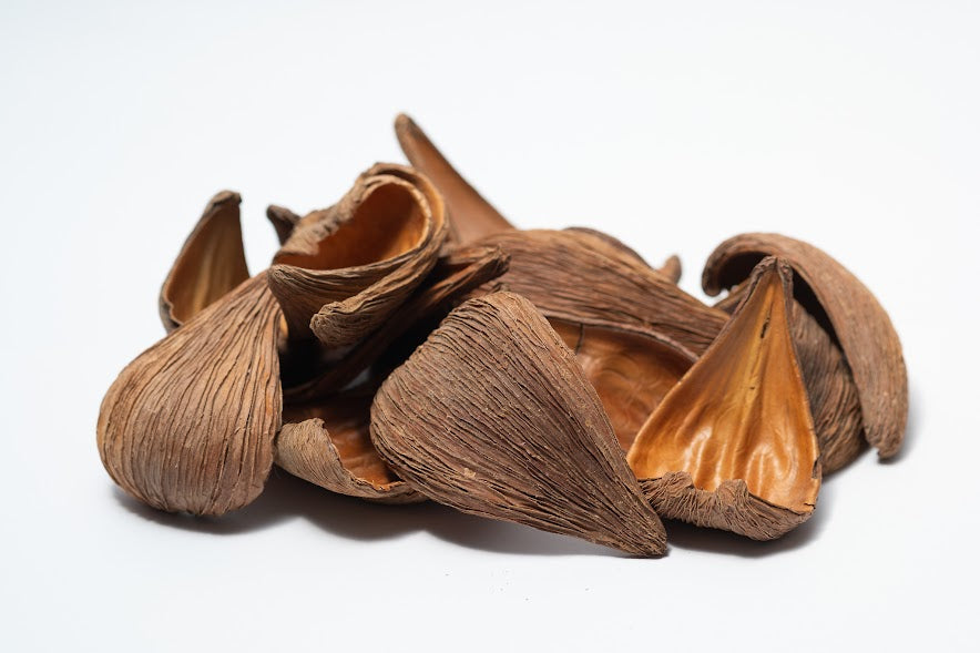 Dregea Arti Pods