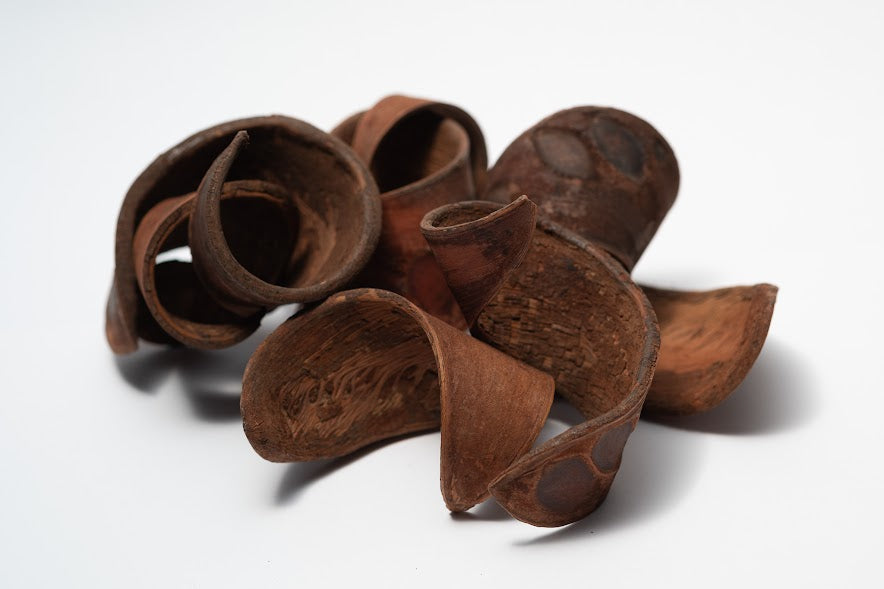 Elephant Ear Seed Pods
