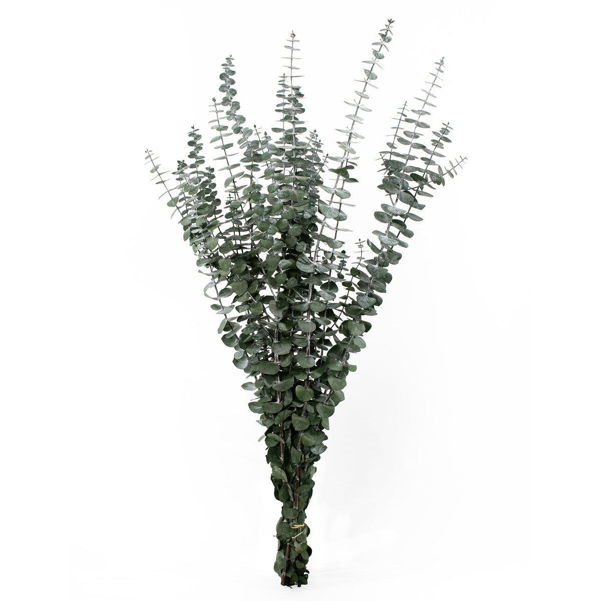 Preserved Baby Eucalyptus Bundle 8oz