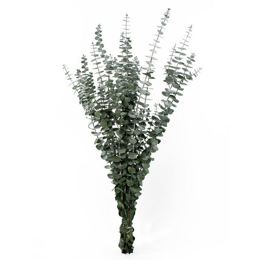 Preserved Baby Eucalyptus Bundle 8oz