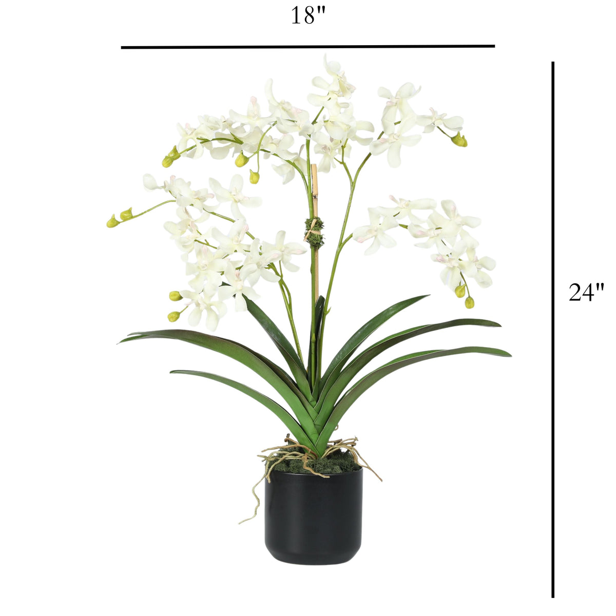 Orchid Arrangement in Vase - 24"