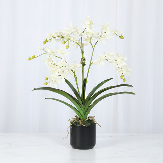 Orchid Arrangement in Vase - 24"