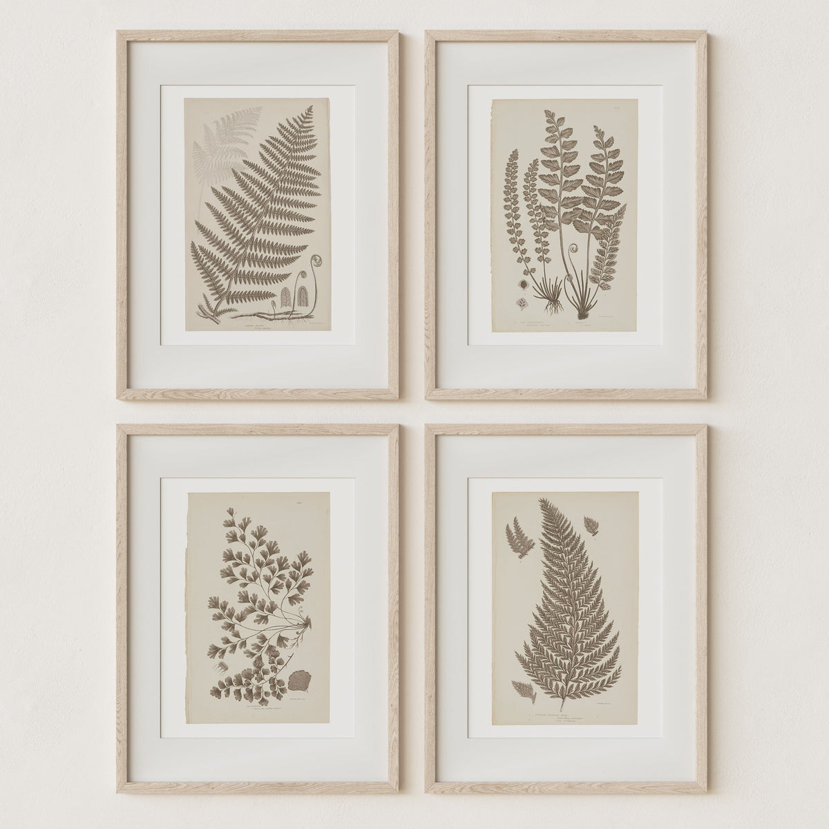 Antique Ferns Set of 4 In French Gray and Green