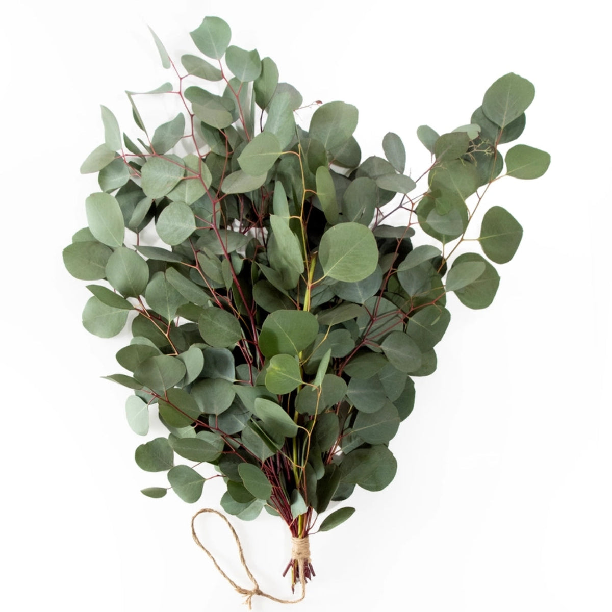 Fresh Silver Dollar Eucalyptus Bunch 10 Stems