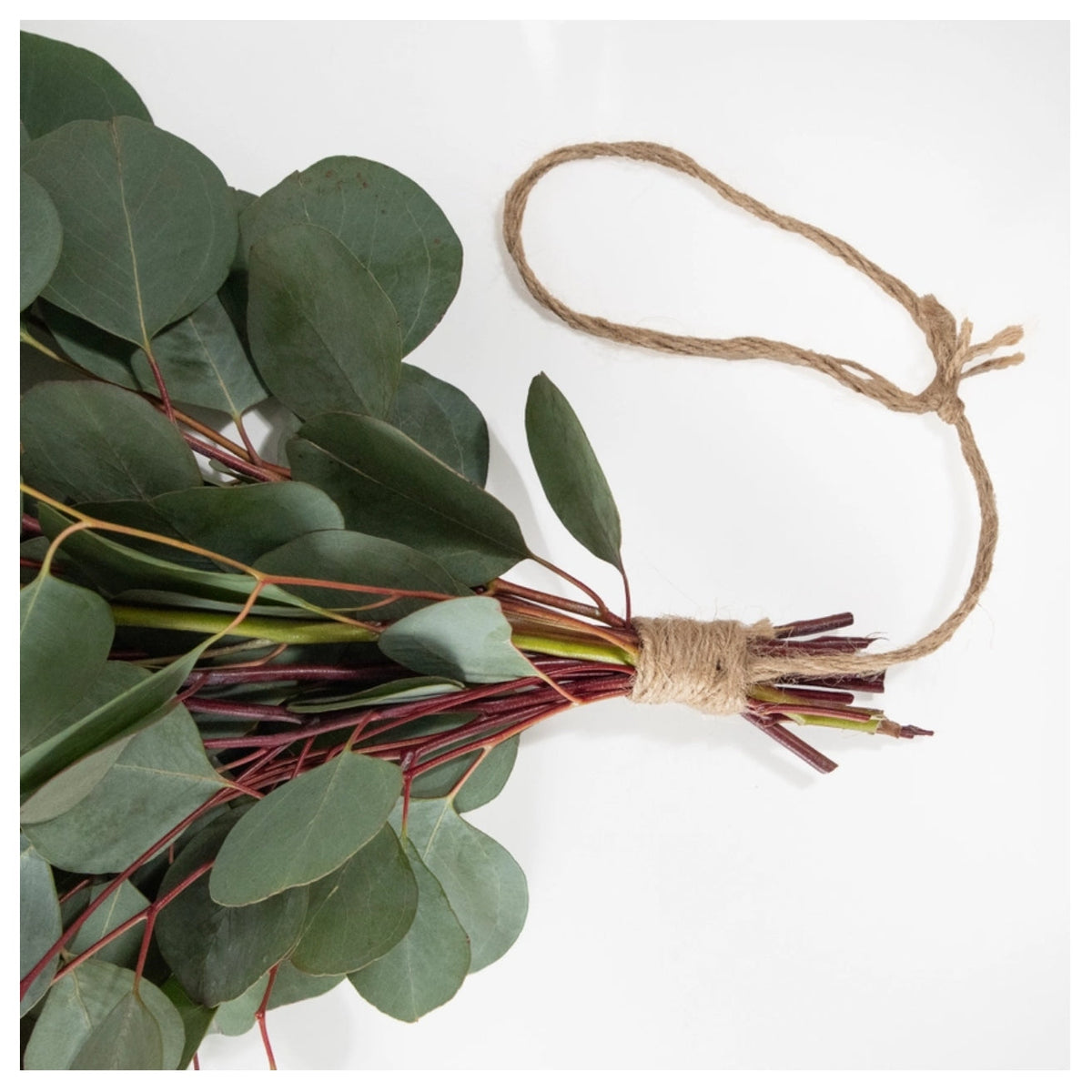 Fresh Silver Dollar Eucalyptus Bunch 10 Stems