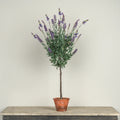 Potted Lavender Tree G242334 Faux Floral 68.6 cm