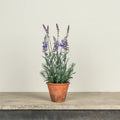 Potted Lavender G242336 Faux Floral 38.1 cm