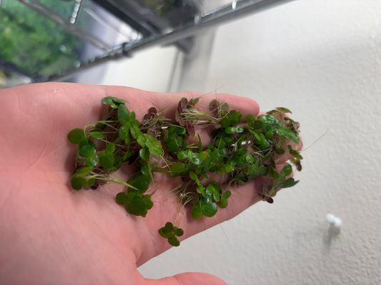 Giant Duck Weed "Spirodela Polyrhiza"