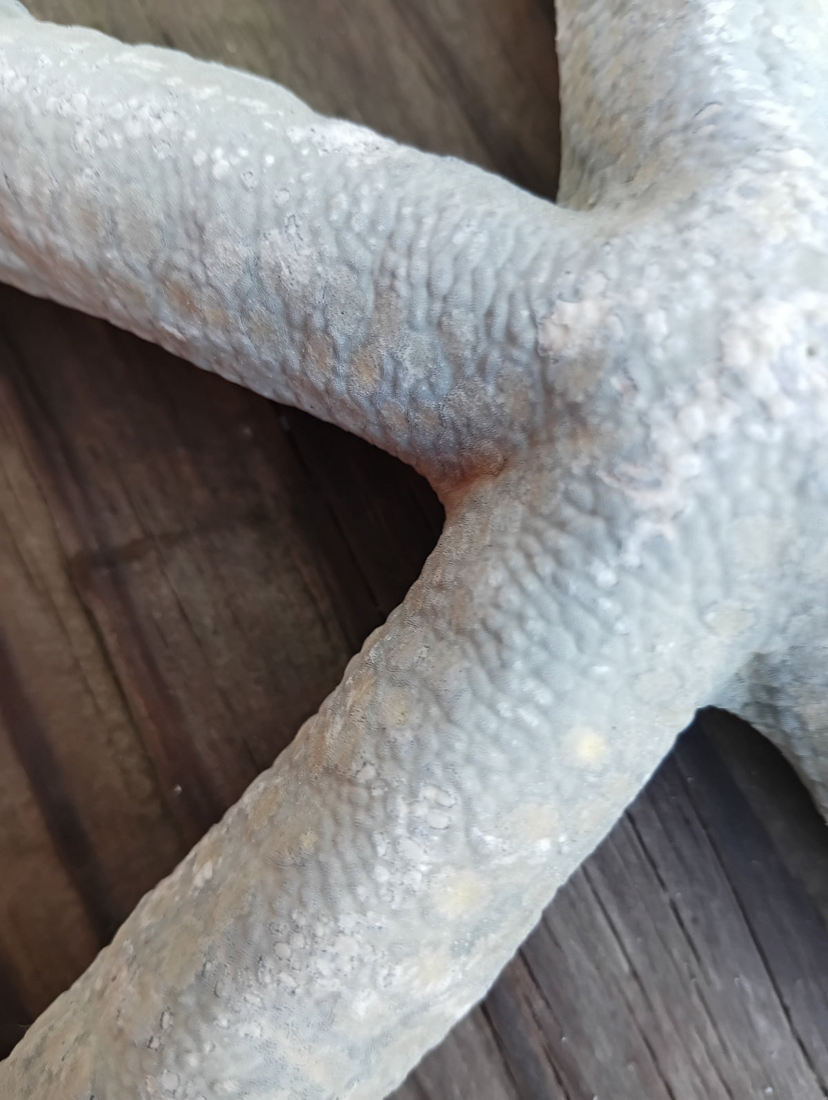 Giant Natural Blue Starfish Linkia Star – Linkia laevigata