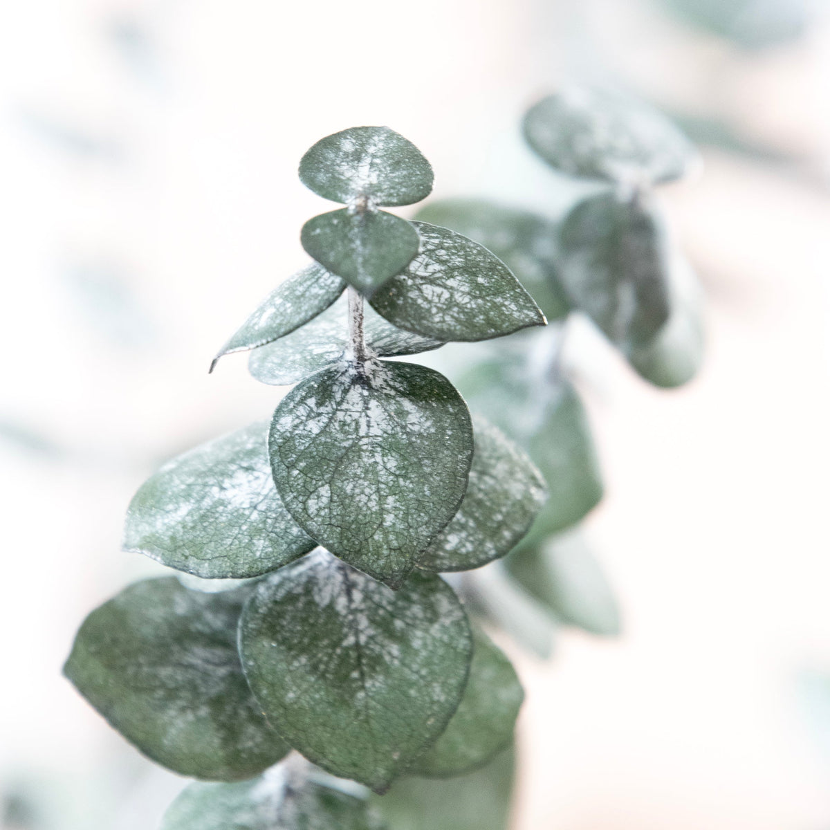 Preserved Baby Eucalyptus Bundle 8oz