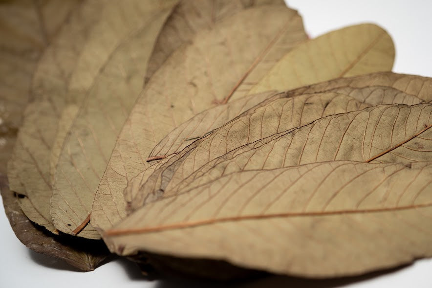 Dried Guava Leaves - 25 pack