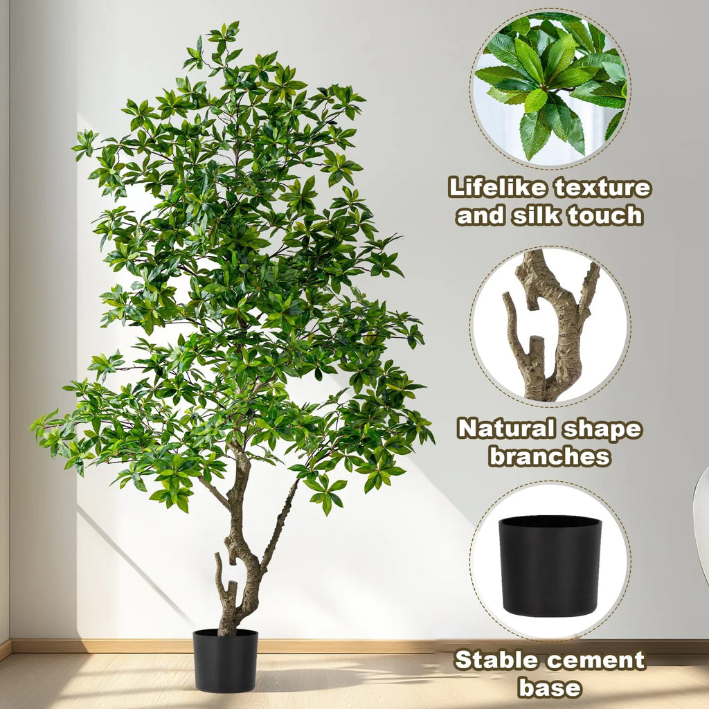Indoor/Outdoor Big Pieris Japonica Bonsai