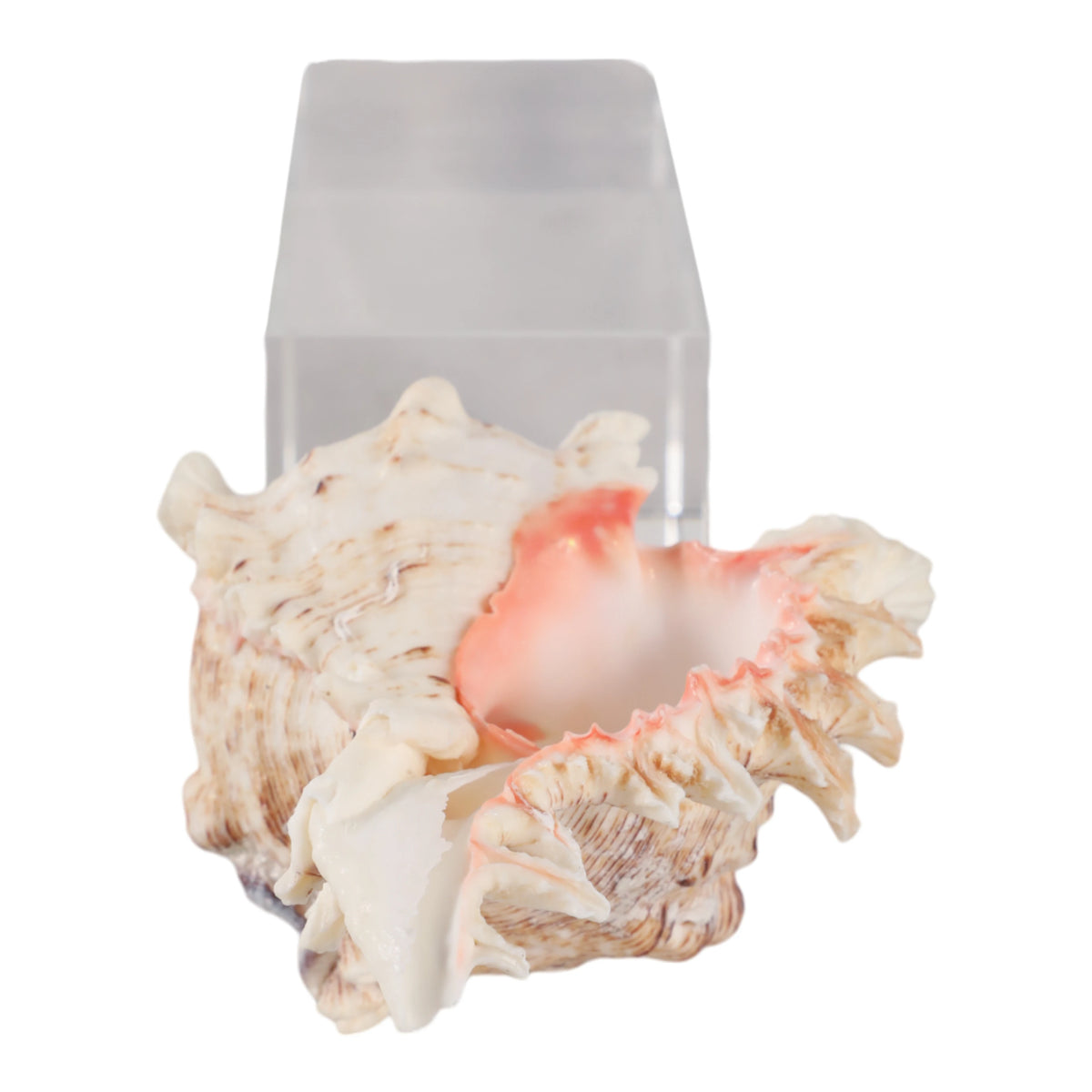Capri Natural Seashell Sculpture on Crystal Base