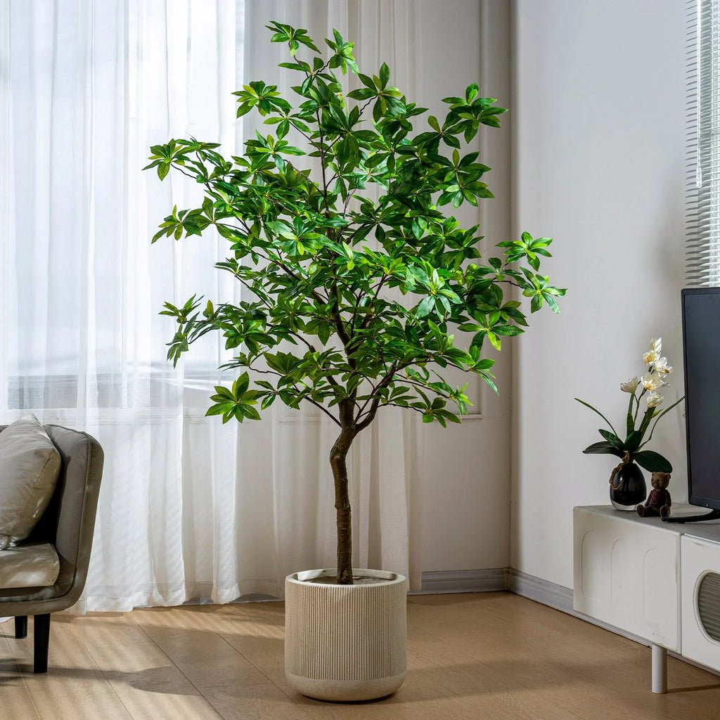 Indoor/Outdoor Big Pieris Japonica Bonsai