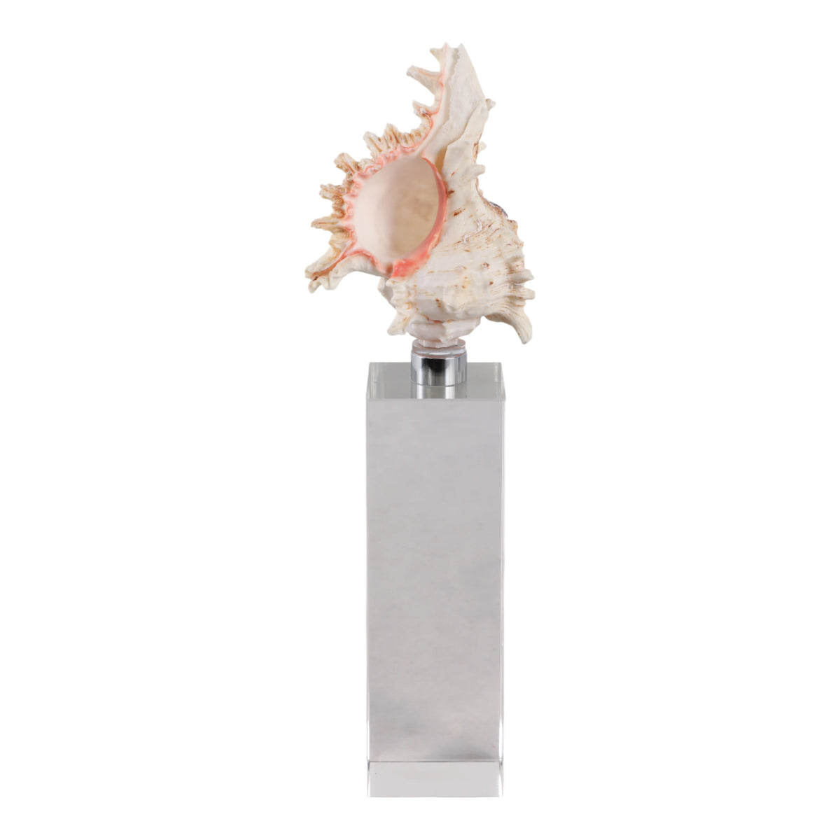 Capri Natural Seashell Sculpture on Crystal Base