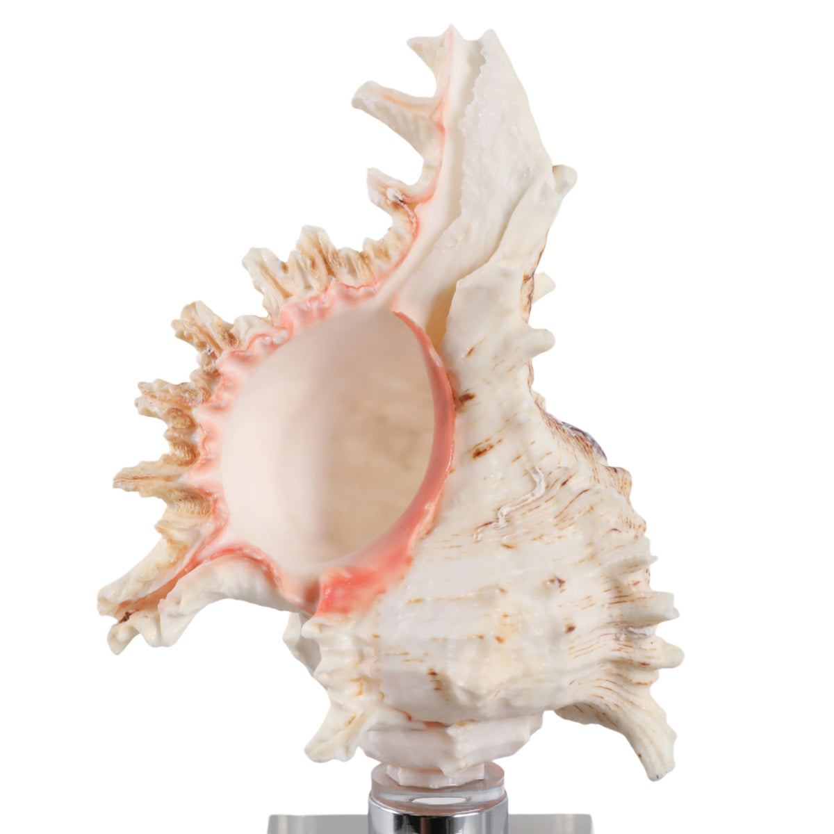 Capri Natural Seashell Sculpture on Crystal Base