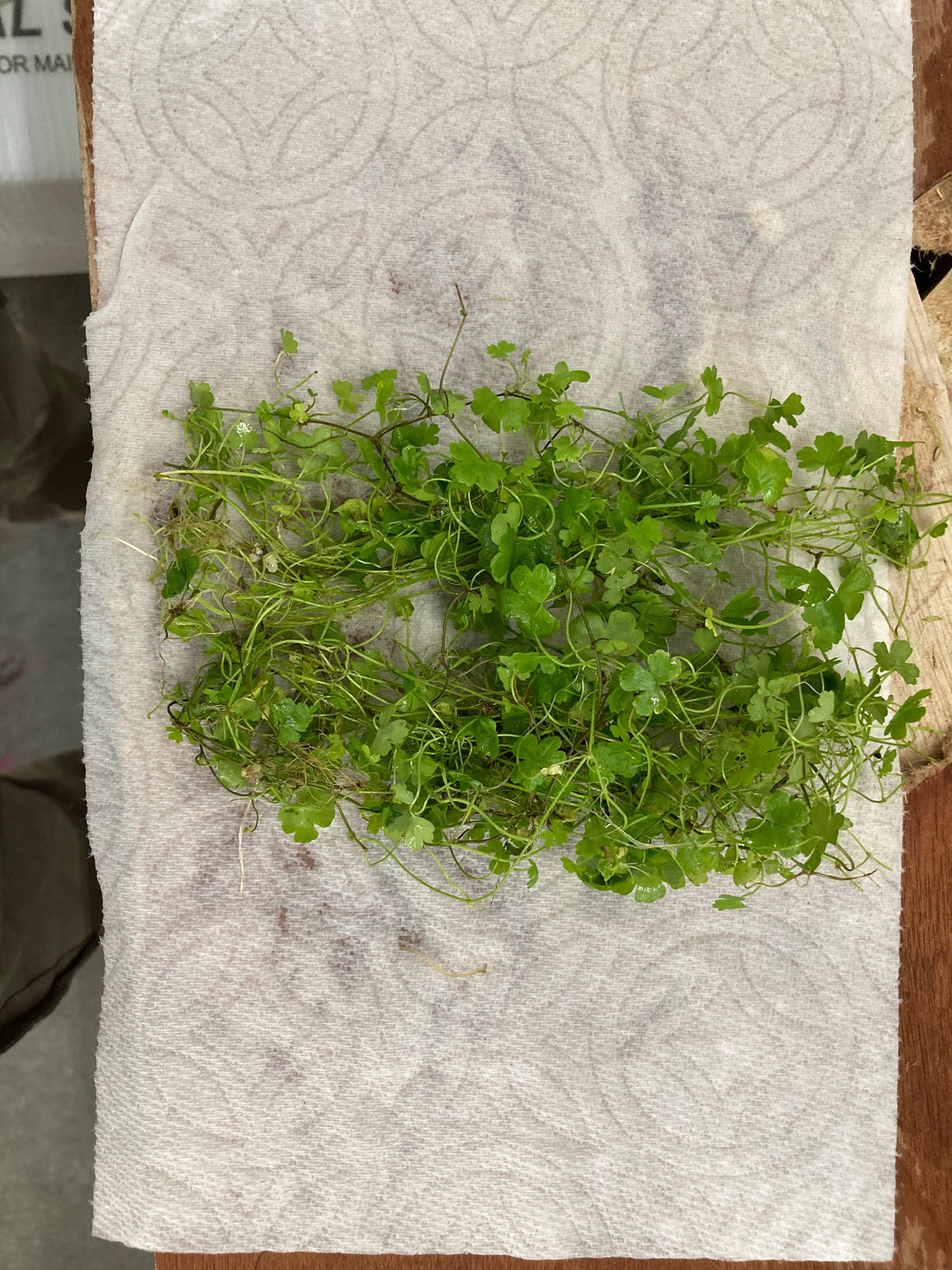 Hydrocotyle Tripartita Japan