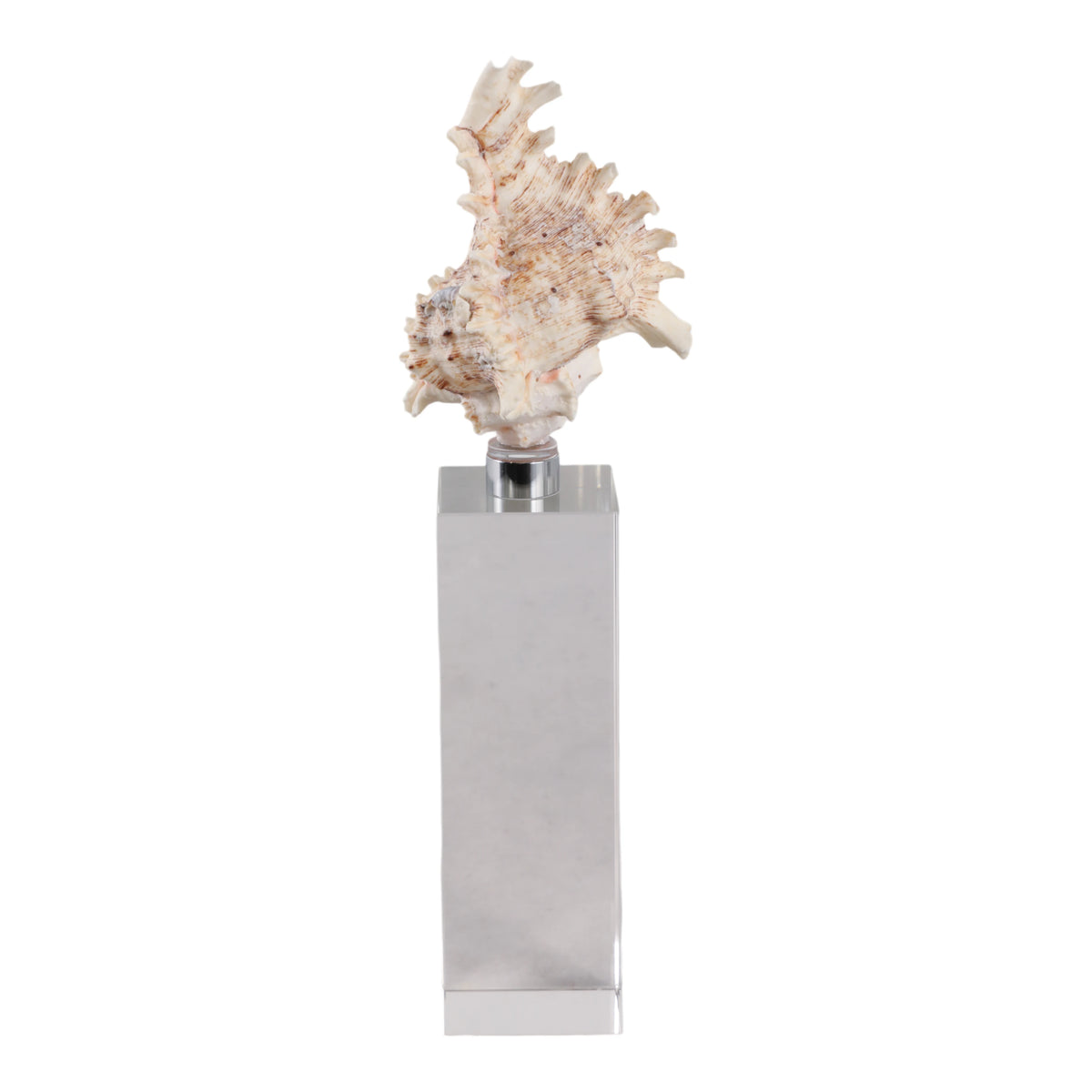 Capri Natural Seashell Sculpture on Crystal Base