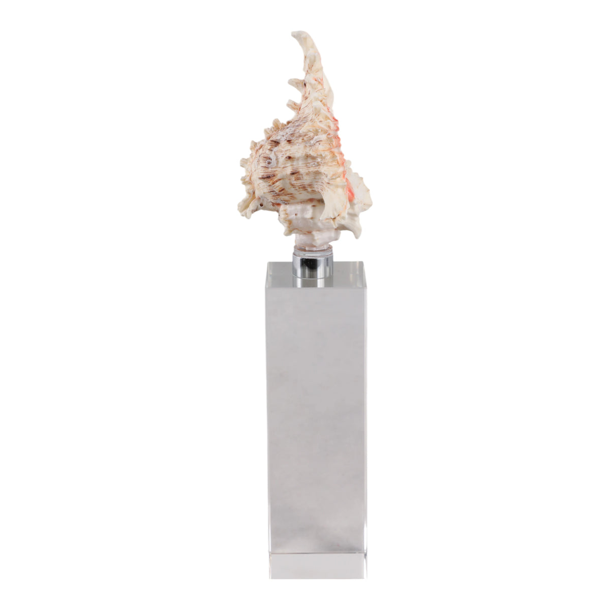 Capri Natural Seashell Sculpture on Crystal Base