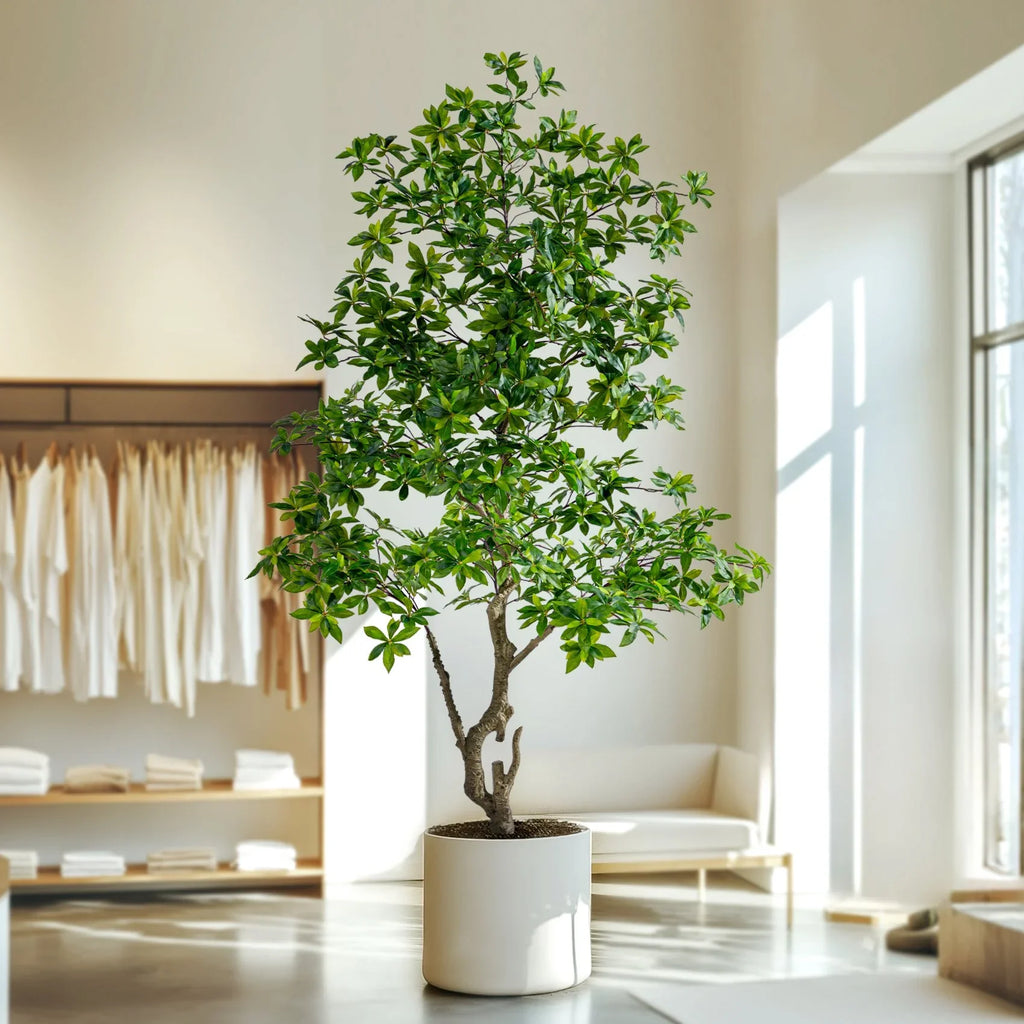 Indoor/Outdoor Big Pieris Japonica Bonsai