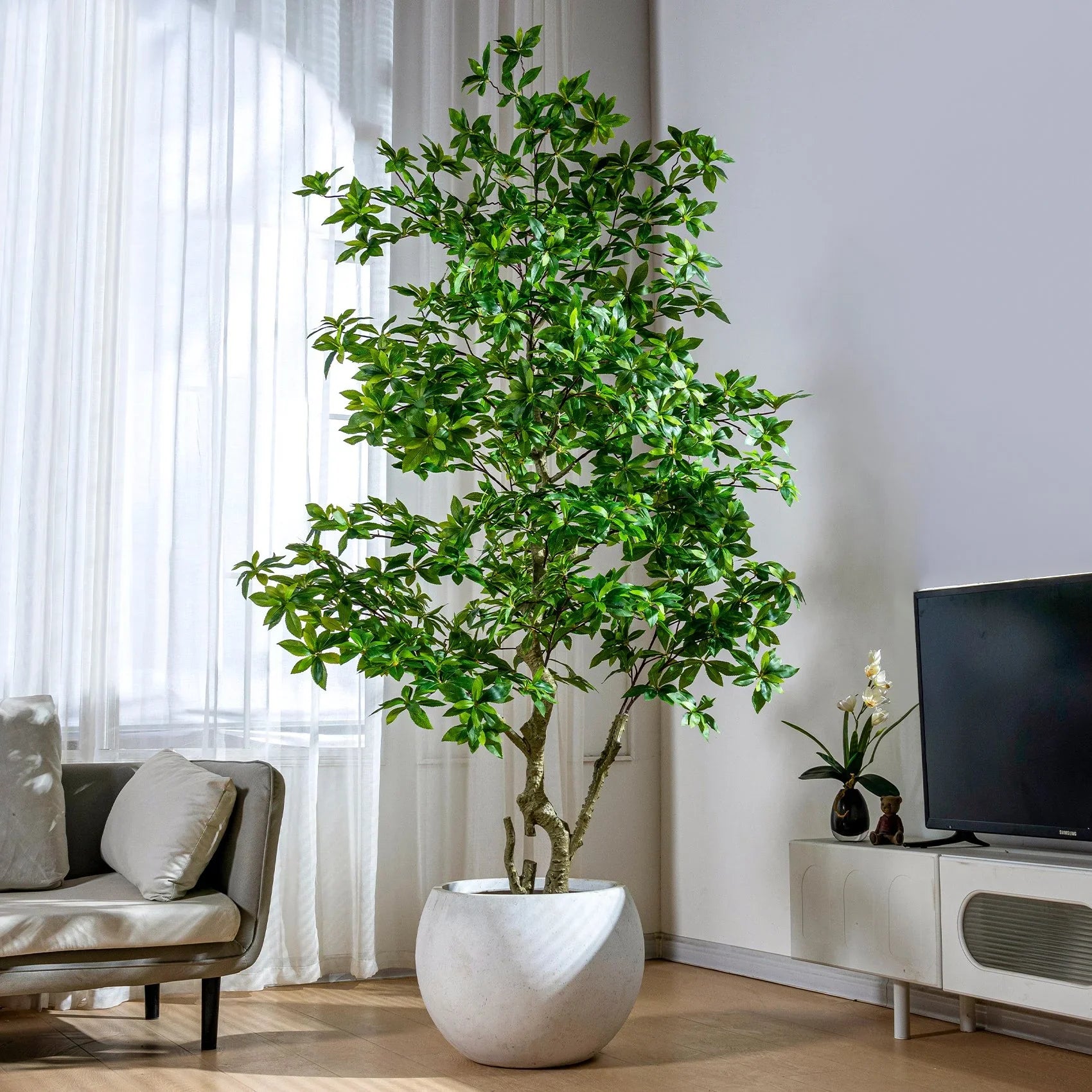 Indoor/Outdoor Big Pieris Japonica Bonsai