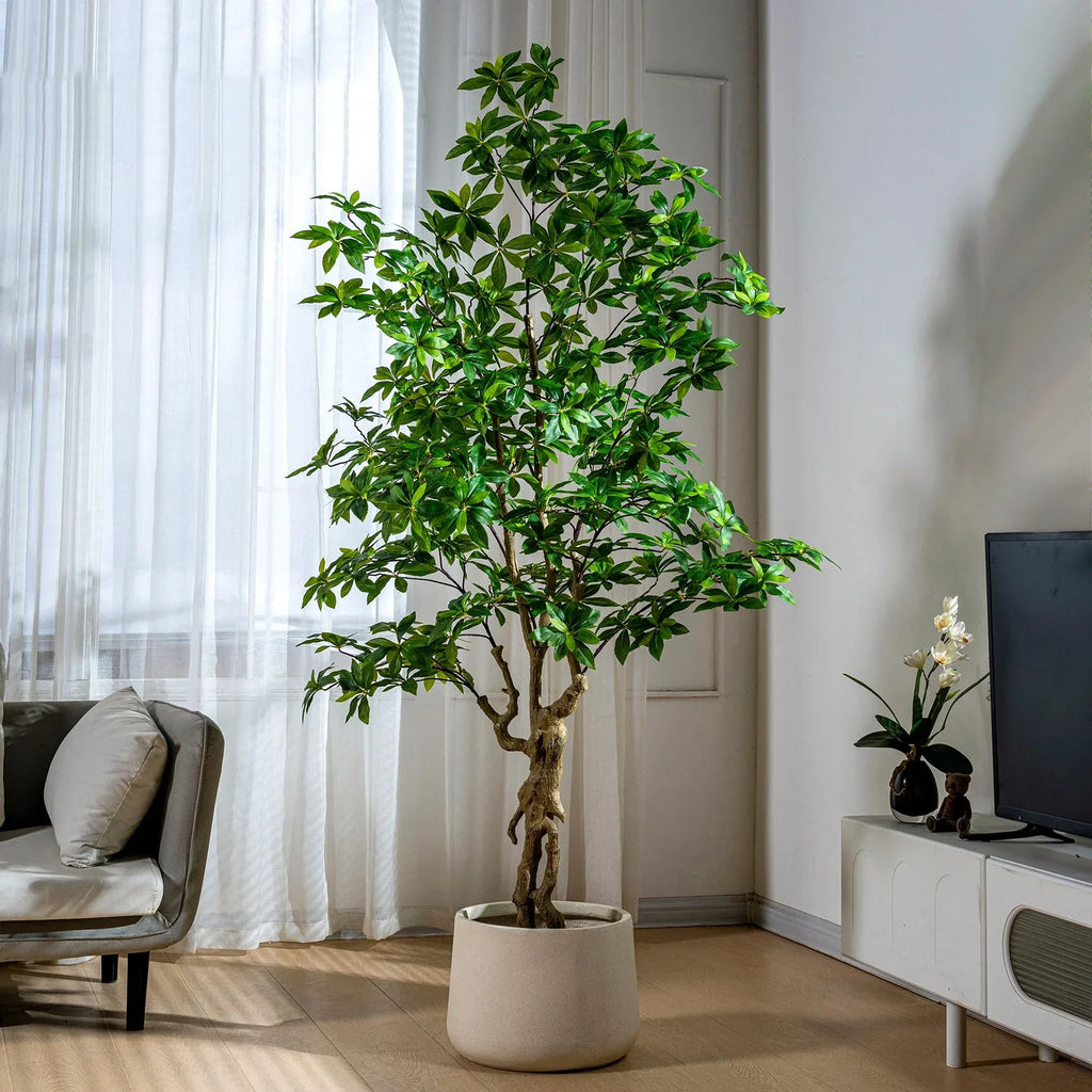 Indoor/Outdoor Big Pieris Japonica Bonsai