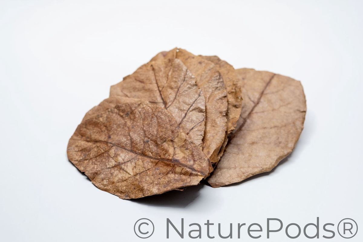Catappa Indian Almond Leaves - 25 mixed-sized leaves