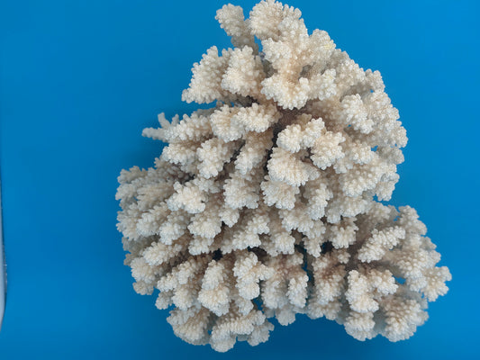 Corail tige brun vintage – Pocillopora verrucosa – 14x12x9,5 po