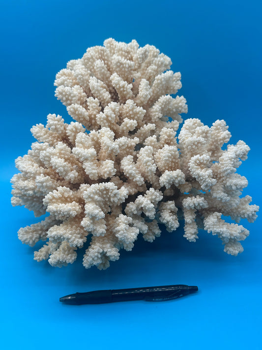 Corail tige brun vintage – Pocillopora verrucosa – 14x12x9,5 po
