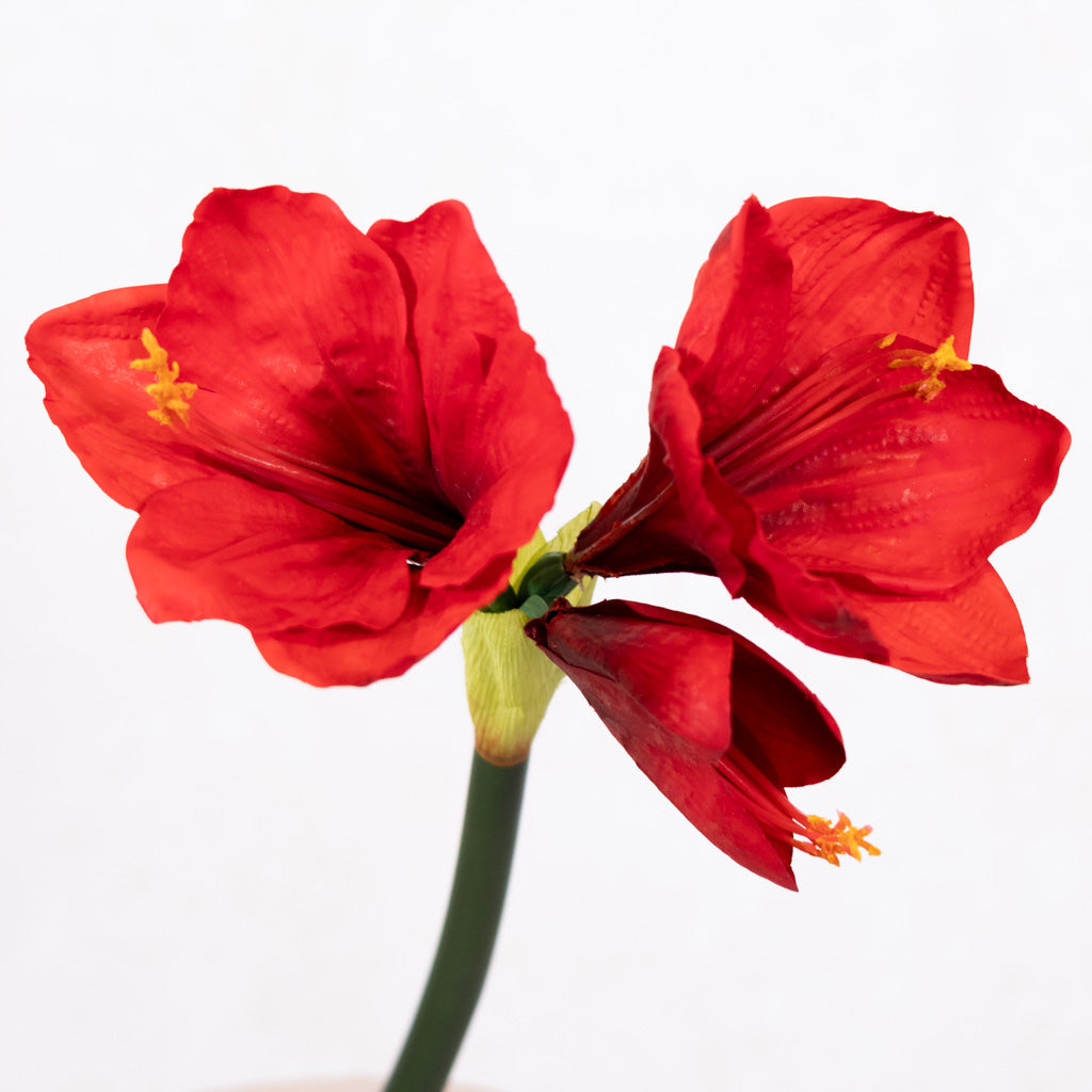 Red Amaryllis with Two Blooms and Bud