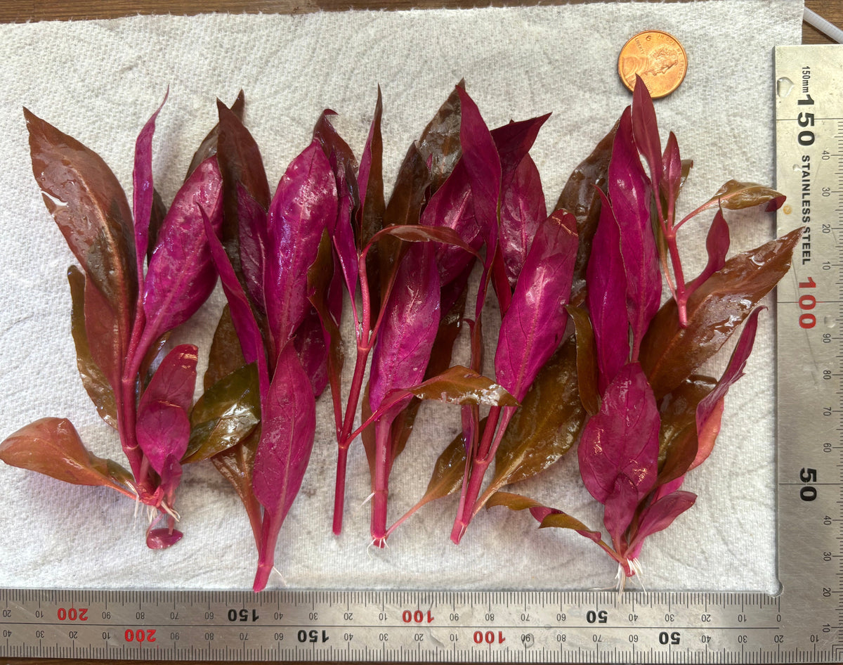 Alternanthera Reineckii "mini" (6+ stems)