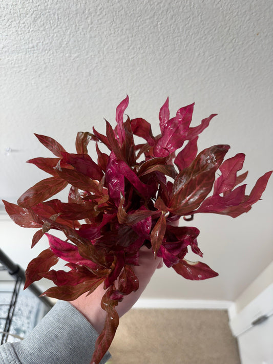 Alternanthera Rosanervig (6 stems)