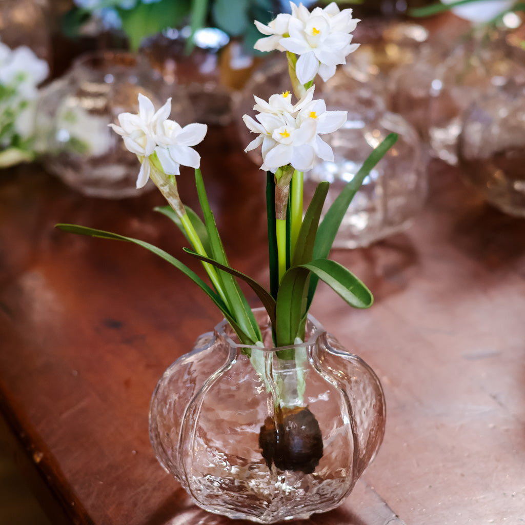 Paperwhite Two-Tone White with Bulb